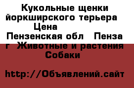 Кукольные щенки йоркширского терьера › Цена ­ 15 000 - Пензенская обл., Пенза г. Животные и растения » Собаки   